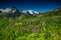 Beautiful view of alpine meadows in the Caucasus mountains Royalty Free Stock Photo