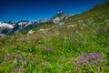 Beautiful view of alpine meadows in the Caucasus mountains Royalty Free Stock Photo