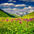 Beautiful view of alpine meadows in mountains. Royalty Free Stock Photo