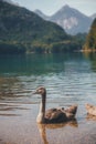 Beautiful view of Alpsee, with scenic mountain landscape near Fussen, Bavaria, Germany Royalty Free Stock Photo