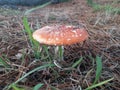 Beautiful view of amanita parcivlvata or grilled mushroom
