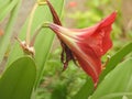 Beautiful view of amaryllis red flower with plant in a Indian garden Royalty Free Stock Photo