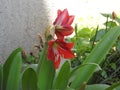 Beautiful view of amaryllis red flower with plant in a Indian garden Royalty Free Stock Photo