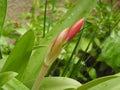 Beautiful view of amaryllis red flower with plant in a Indian garden Royalty Free Stock Photo