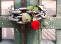 A strange view of the contrast between a beautiful red rose stuck between iron chains