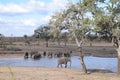 Beautiful view and animals in Kruger Southafrica
