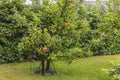 Beautiful view of apple tree in garden on rainy summer day. Royalty Free Stock Photo