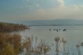 Beautiful view of aquatic plants with tourists rowing their boats in the Sea of Galilee, Israel