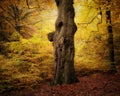 Beautiful view of autumn trees in the forest in Burnham Beeches, England