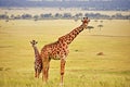 Beautiful view of a baby giraffe and its mother standing together on the savannah and looking directly into the camera Royalty Free Stock Photo