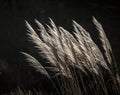 Beautiful view of back lit fluffy pampas grass fronds in field on dark background
