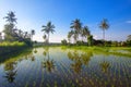 Beautiful view of Bali Rice Terraces. Royalty Free Stock Photo