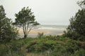 Beautiful view of the Baltic Sea coast. Pine trees, wild rose, sand, waves.