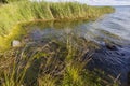 Beautiful view on Baltic sea  on summer day. Dark blue sea water surface, green tall grass and blue sky with snow white clouds. Royalty Free Stock Photo