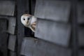 Beautiful view of a Barn owl looking at the camera Royalty Free Stock Photo