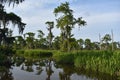 Beautiful View of the Bayou in Southern Louisiana