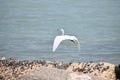Beautiful view of a beach and an Intermediate egret flying Royalty Free Stock Photo
