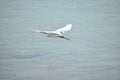 Beautiful view of a beach and an Intermediate egret flying Royalty Free Stock Photo