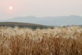 A beautiful view of the beautiful barley field in the morning is a rare view in the summer, and the golden barley field is a