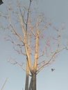 A beautiful tree,flying bird,leaves shedded off