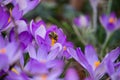 Beautiful view of a bee on purple early crocus in the field on a sunny day on a blurry background Royalty Free Stock Photo