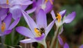 Beautiful view of a bee on purple early crocus in the field on a sunny day on a blurry background Royalty Free Stock Photo