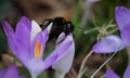 Beautiful view of a bee on purple early crocus in the field on a sunny day on a blurry background Royalty Free Stock Photo