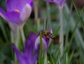 Beautiful view of a bee on purple early crocus in the field on a sunny day on a blurry background Royalty Free Stock Photo