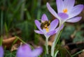 Beautiful view of a bee on purple early crocus in the field on a sunny day on a blurry background Royalty Free Stock Photo