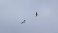 Beautiful view from below of flying seagull in sky. Clip. Flying seagull in cloudy sky. Beautiful flight of free seagull Royalty Free Stock Photo