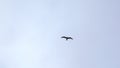 Beautiful view from below of flying seagull in sky. Clip. Flying seagull in cloudy sky. Beautiful flight of free seagull Royalty Free Stock Photo