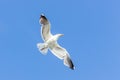 Beautiful view from below of white seagull flying high in blue sky with its wings spread wide Royalty Free Stock Photo