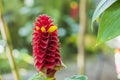 Beautiful view of best ornamental gingers Costus comosus Red Tower flower. Beautiful nature backgrounds. Royalty Free Stock Photo