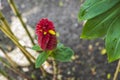Beautiful view of best ornamental gingers Costus comosus Red Tower flower. Royalty Free Stock Photo