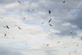 Beautiful view of birds flying on a cloudy sky background Royalty Free Stock Photo