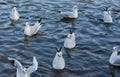 Beautiful view of birds in Hampstead Heath