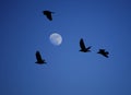 Beautiful view of birds hovering in the sky on the full moon background Royalty Free Stock Photo