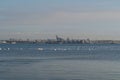 Beautiful view of the black sea and swans searching for food Royalty Free Stock Photo