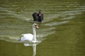 The beautiful view of black swan follow to the white swan on the waves of park lake.