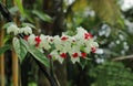 Beautiful view of a Bleeding Heart Vine flower cluster bloomed in the garden Royalty Free Stock Photo