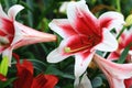Beautiful view of blooming Dutch AmaryllisKnight`s Star Lily,South African Amaryllis flowers