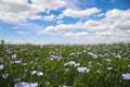 View of blooming flax field on summer day