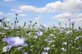 View of blooming flax field on summer day