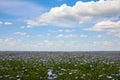 View of blooming flax field on summer day