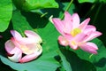 Beautiful view of blooming Lotus flower and fallen petals Royalty Free Stock Photo