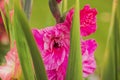 Beautiful view of blossom pink gladiolus on green background