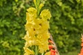 Beautiful view of blossom yellow gladiolus with rain drops Royalty Free Stock Photo