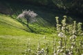 Beautiful view of a blossomed tree in an open field next ho a hill captured on a sunny day