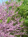 Beautiful view of the blossoming pink petals of a tree branch ne Royalty Free Stock Photo