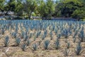 Beautiful view of an blue agave plantation in Tequila Jalisco Mexico